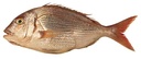 Besugo (Pagrus Pagrus) 800-1kg 10kg BOX