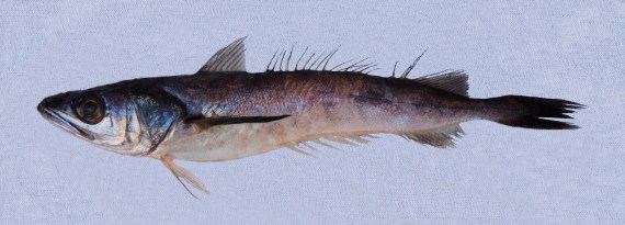 Hake 800-1.2kg 15kg BOX