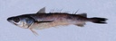 Hake 800-1.2kg 15kg BOX