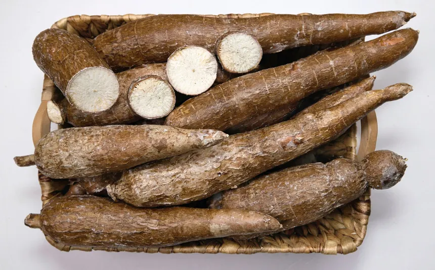 Casava  18kg BOX