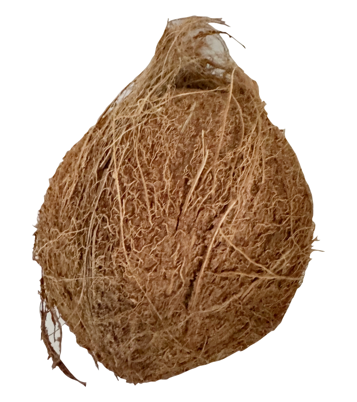 FRESH COCONUT