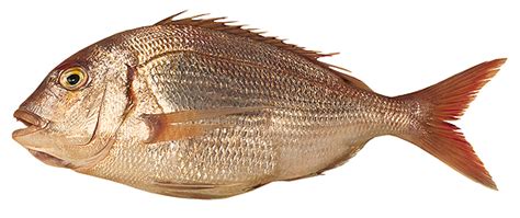 Besugo (Pagrus Pagrus) 800-1kg 10kg BOX