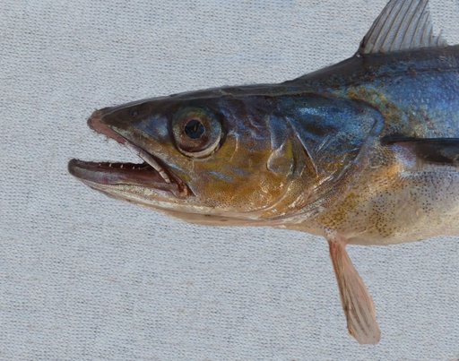 Hake 800-1.2kg 15kg BOX