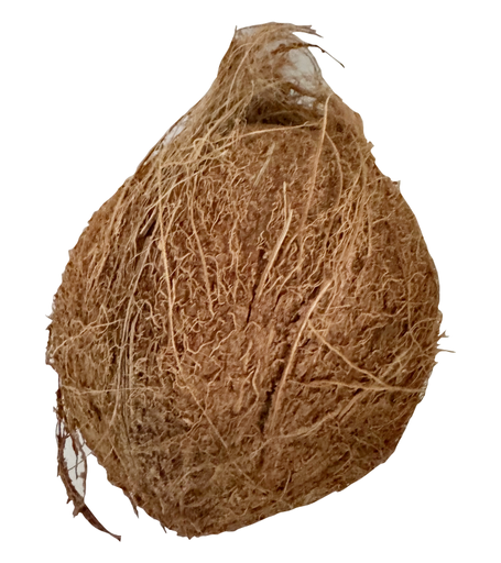 FRESH COCONUT